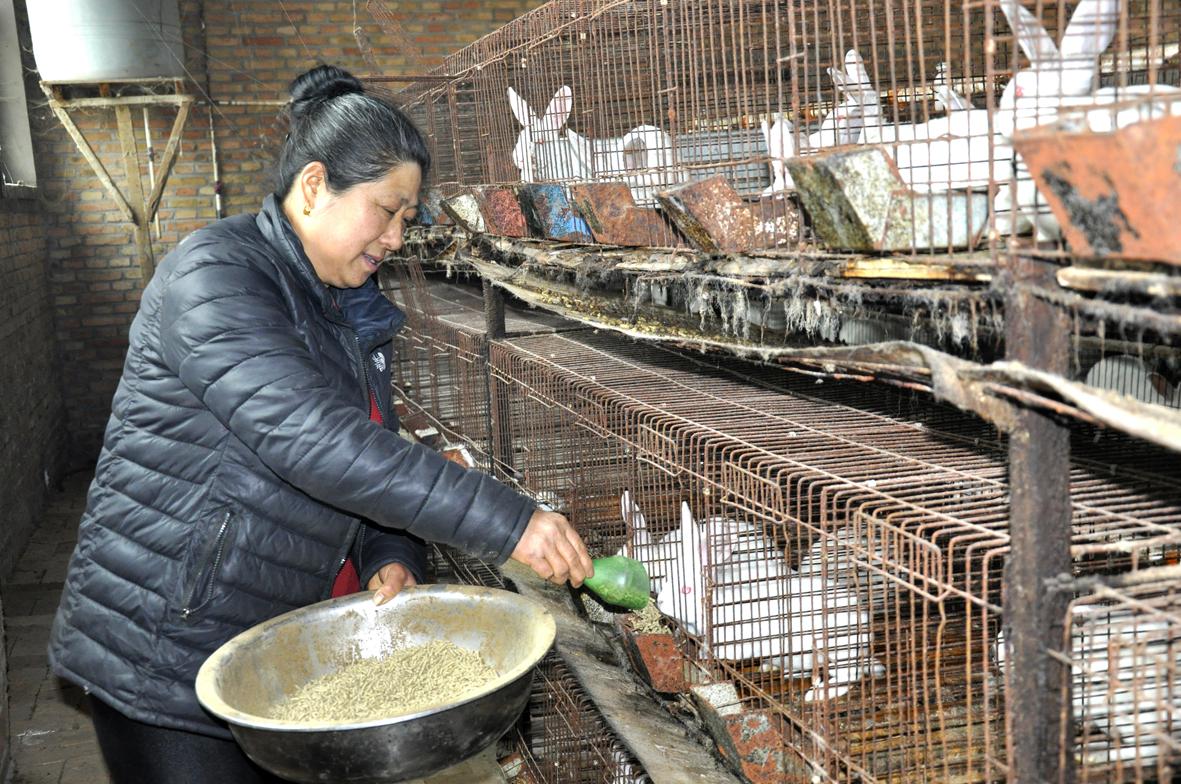 01王二娥正在喂食獭兔.jpg