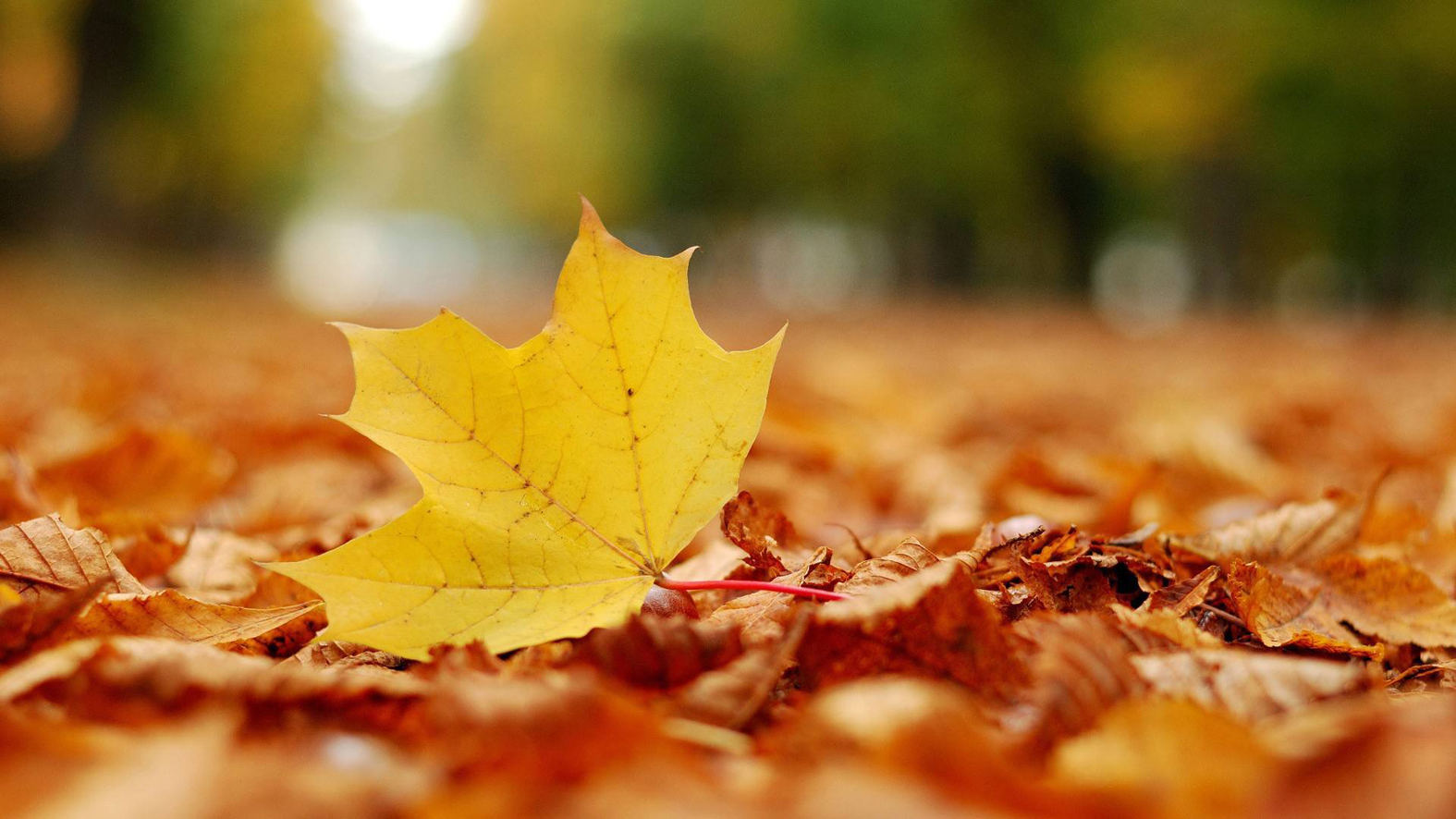 1668390725497448.jpg 扫树叶配图.jpg