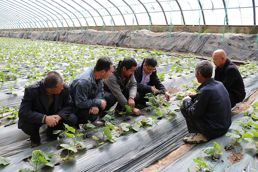 2.1村民们围在一起认真聆听科技特派员刘星（左三）“传经送宝”。.JPG