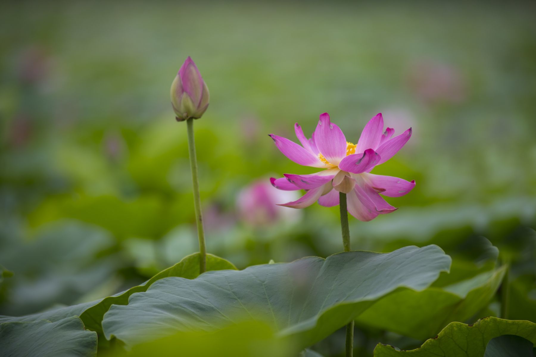 1531208400357421.jpg 04荷韵.jpg