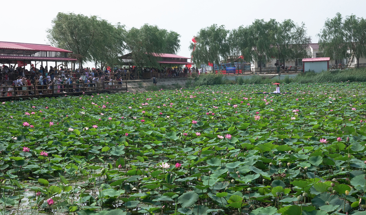 兴昌荷花迎客来 杨廷华摄1.jpg
