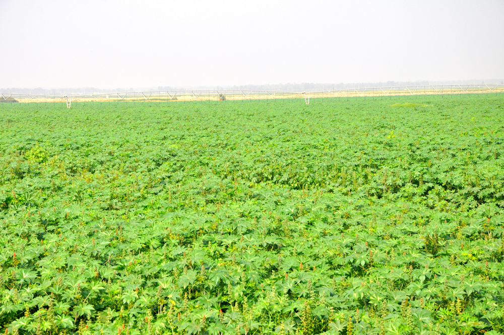 03昭君镇丰旺达蓖麻种植基地.jpg
