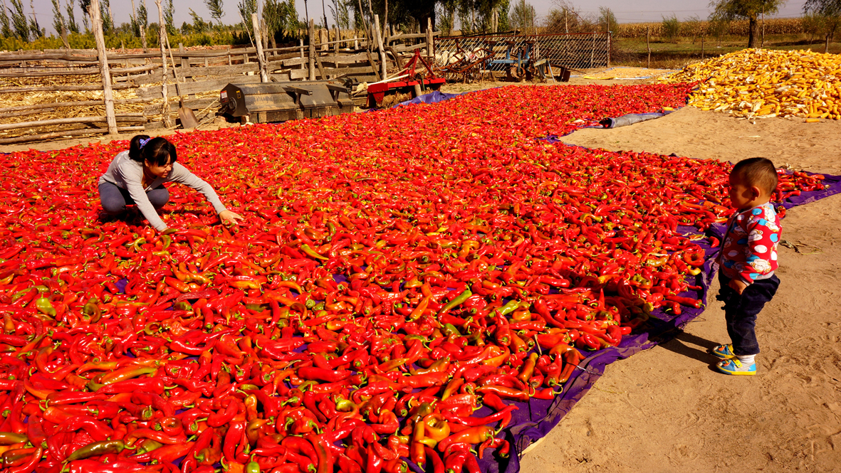 0火红的日子--韩成元 摄000000.jpg