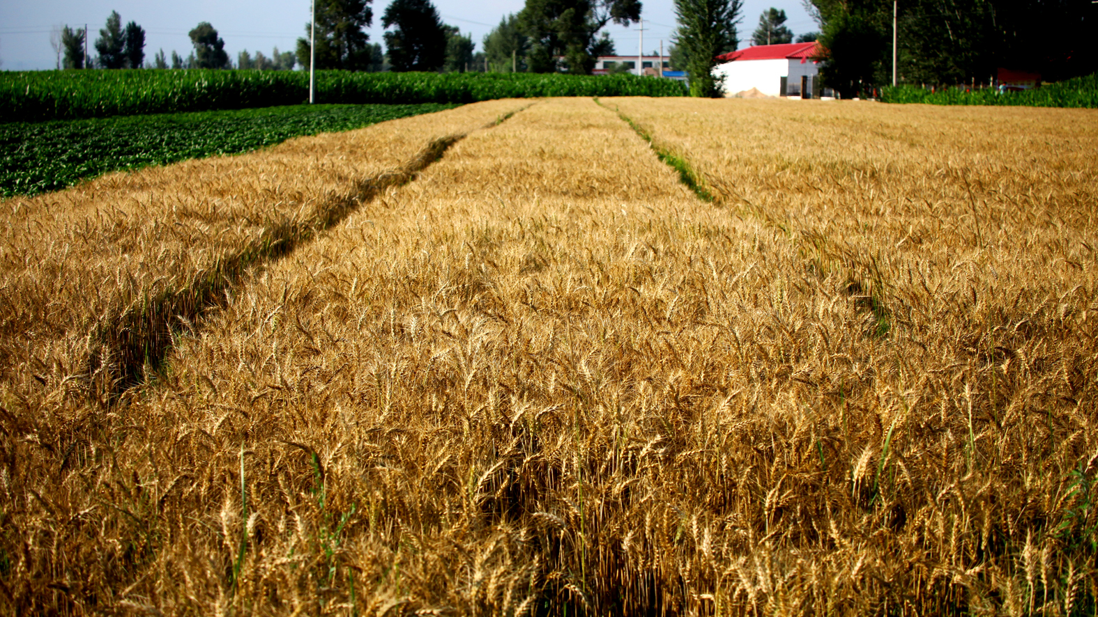 0麦浪滚滚--韩成元 摄.jpg