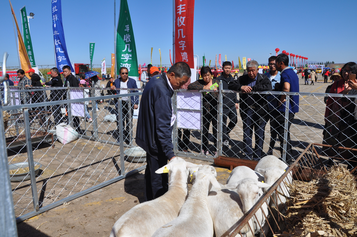 09种羊展示1（郭建军 摄）.JPG
