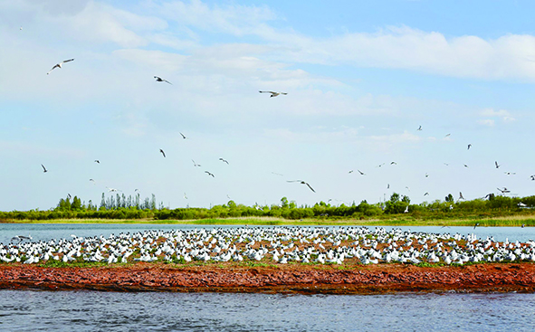 1703467085568677.jpg 红碱淖00.jpg