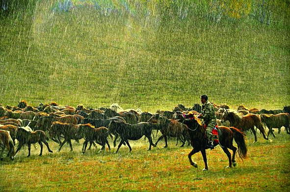 1711617613150960.jpg 蒙古马 王雄摄1dzb.jpg