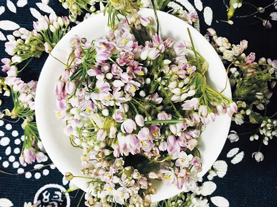 1736476074380070.jpg 扎蒙花配图1.jpg