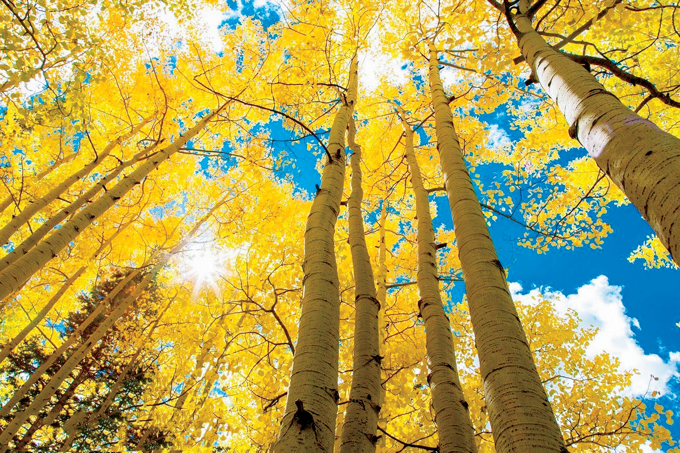 1737430823653023.jpg 白杨树下的岁月.jpg