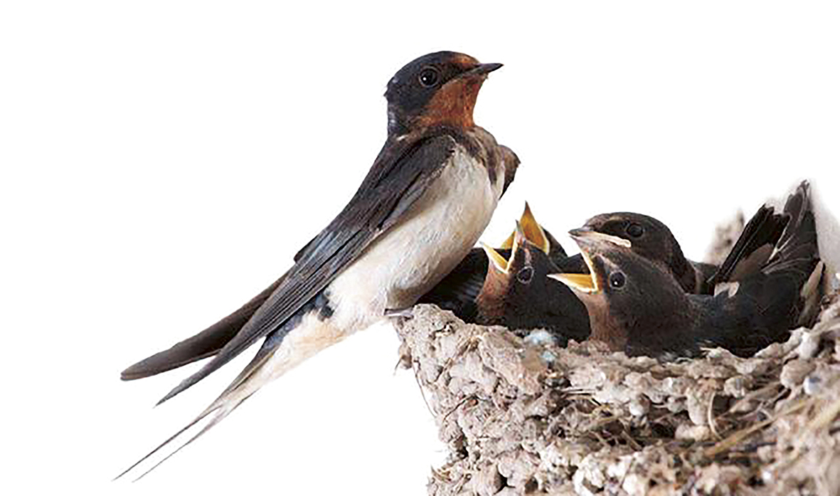 1737600385538040.jpg 老家屋檐下的燕子配图.jpg