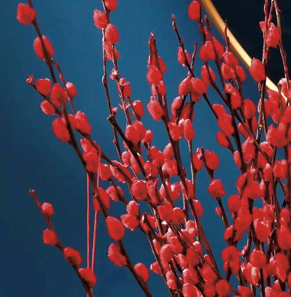 1742456218177744.jpg 银柳配图.jpg