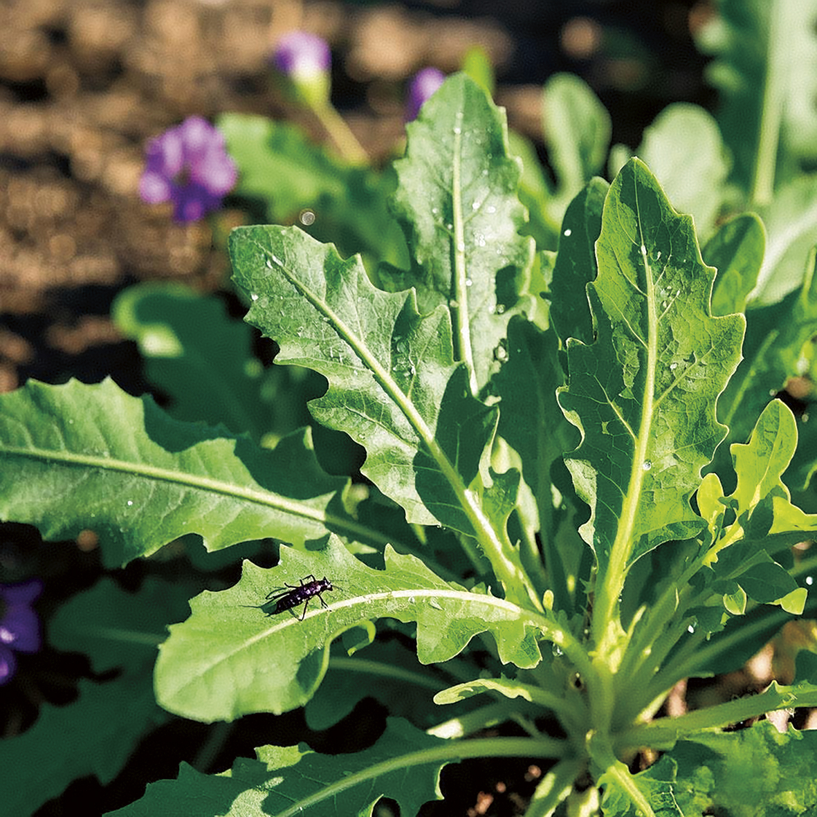 1742892748229824.jpg 甜菊和苦菜配图2.jpg