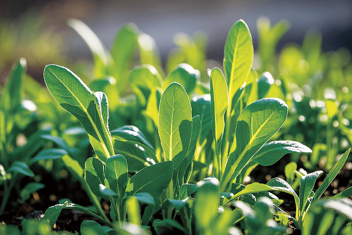 1747191660123394.jpg 春来野菜香配图2.jpg