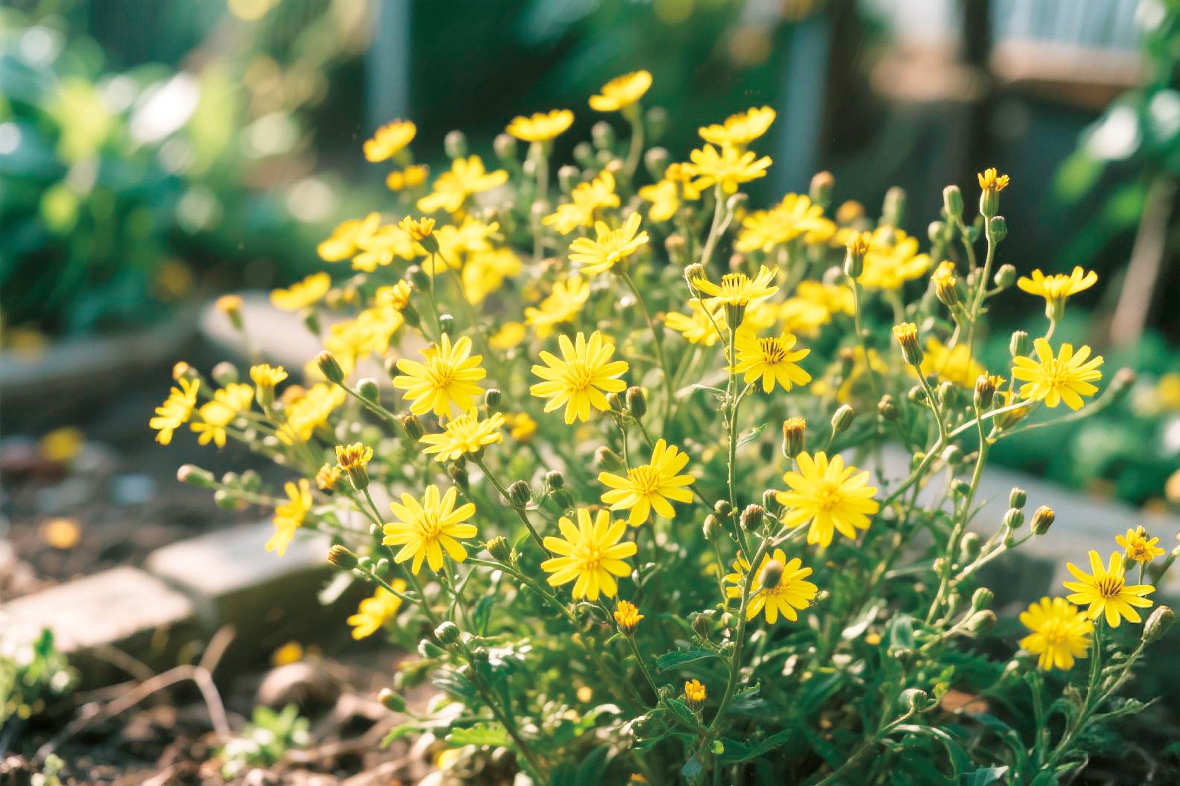 1753930858747576.jpg 与苦菜花共舞的童年.jpg