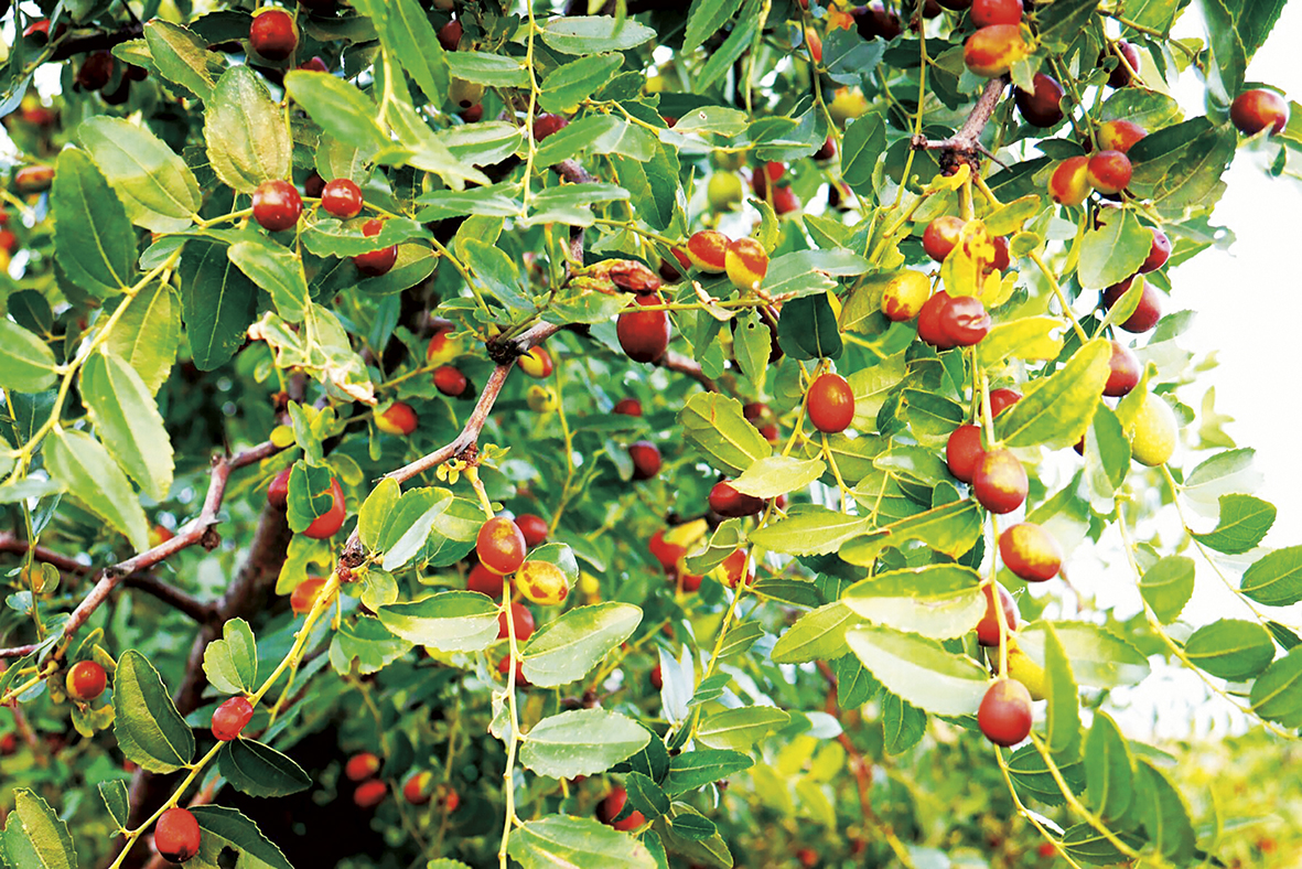 1754016158493369.jpg 打酸枣.jpg