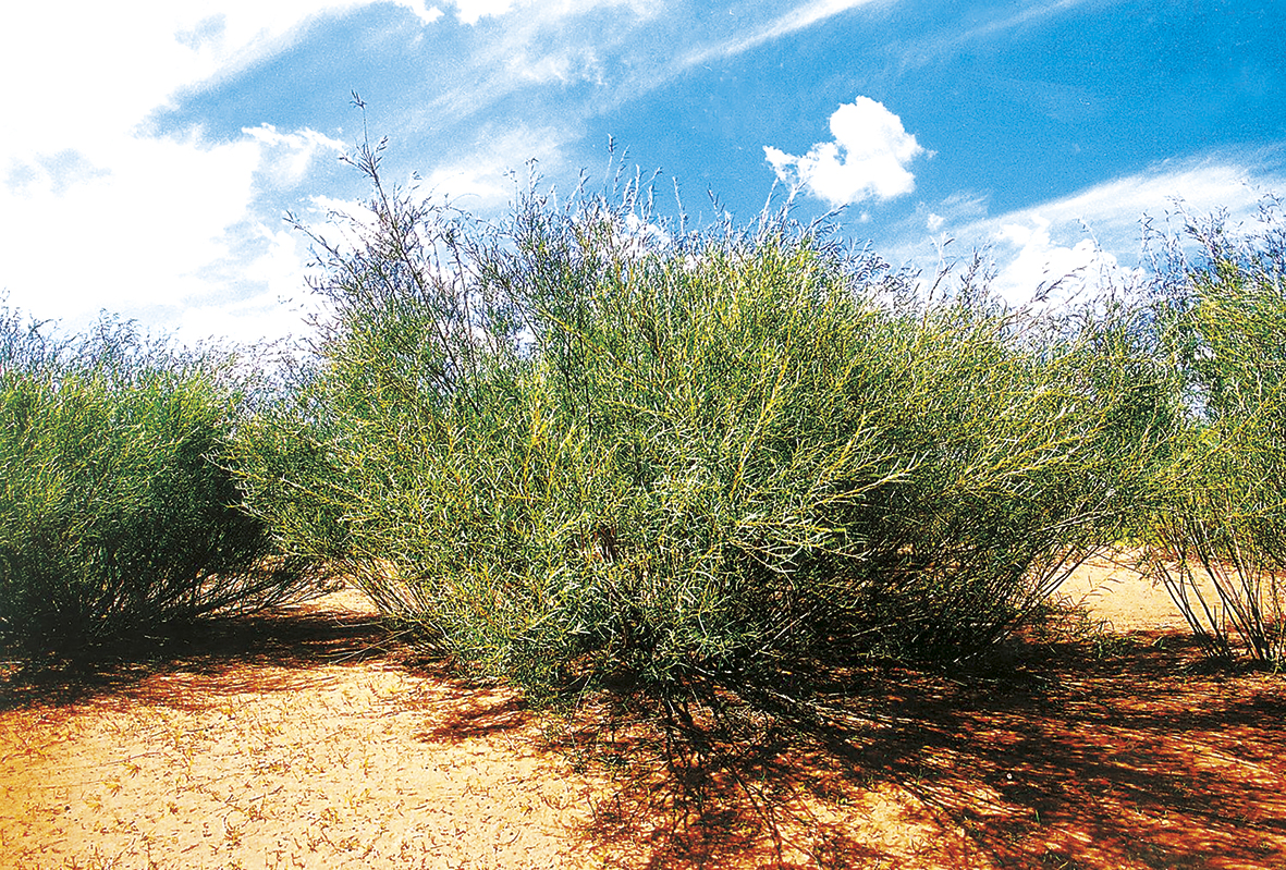 1754357891462218.jpg 沙柳礼赞.jpg