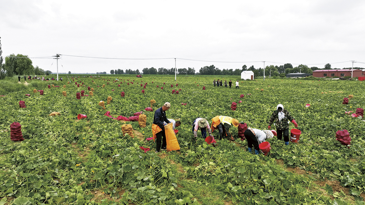 1754358852914652.jpg 喜获丰收!达拉特小南瓜“勇闯”大市场.jpg