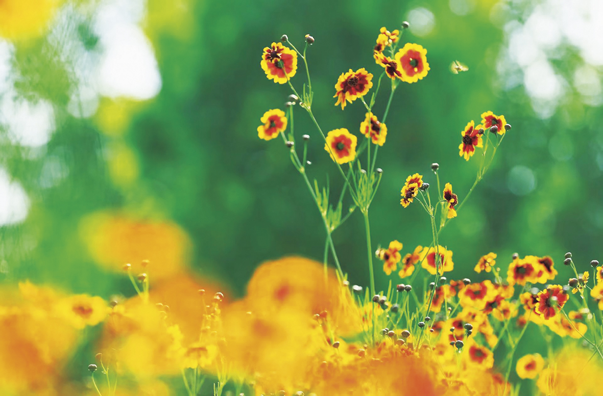 1754363077489879.jpg 生如夏花配图.jpg