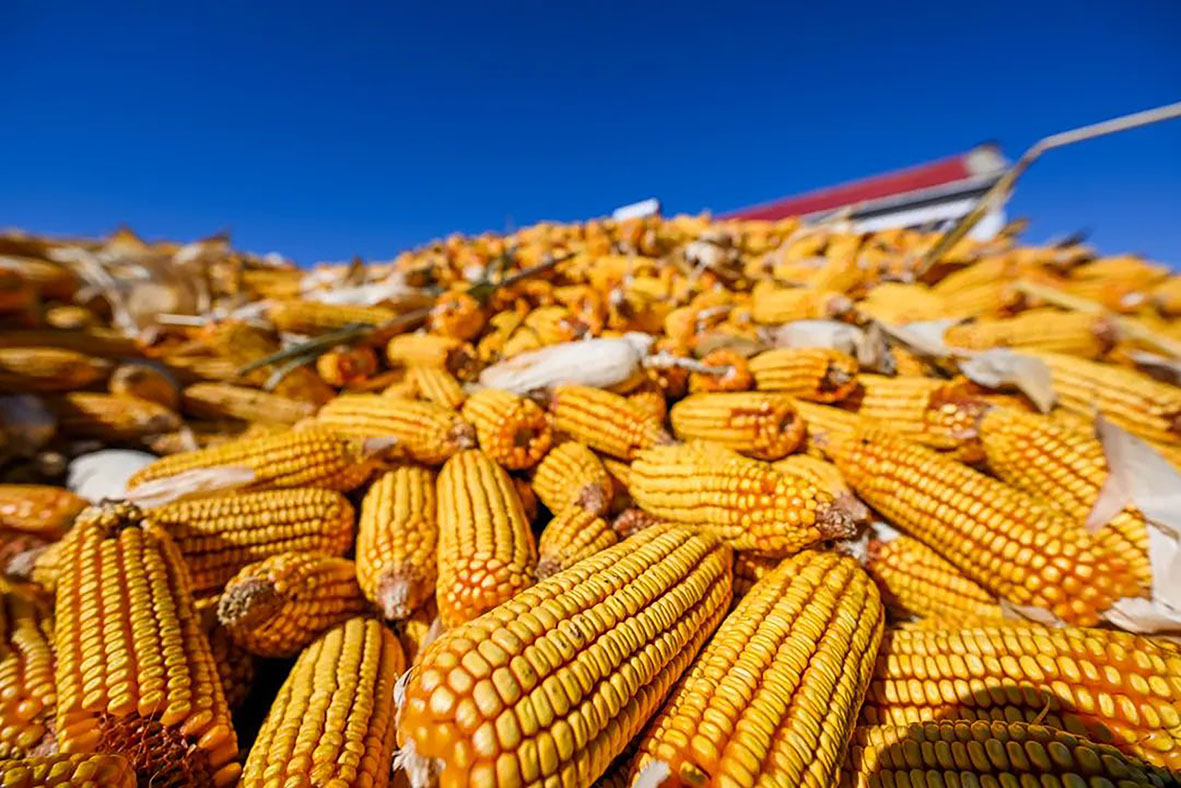 1756433560209786.jpg 老玉米的赐予.jpg