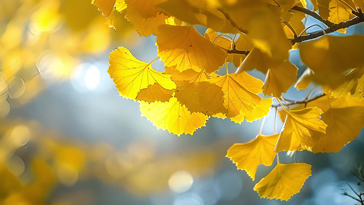 1756433677549975.jpg 转眼秋粮.jpg