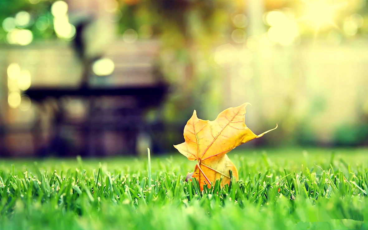 1757294199621594.jpg 人间最美是清秋配图.jpg