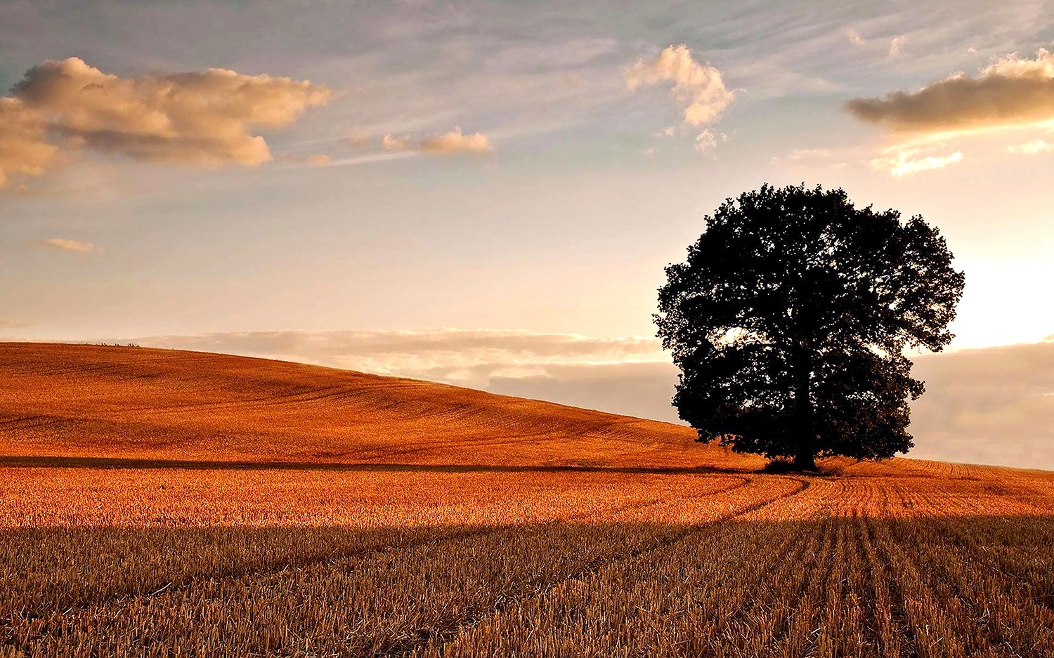 1757899606869545.jpg 秋已至 惜此时配图.jpg