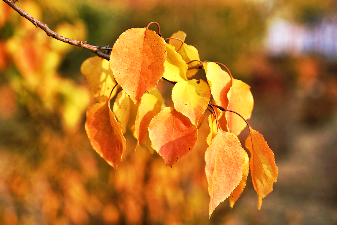 1757899684430059.jpg 寻秋.jpg