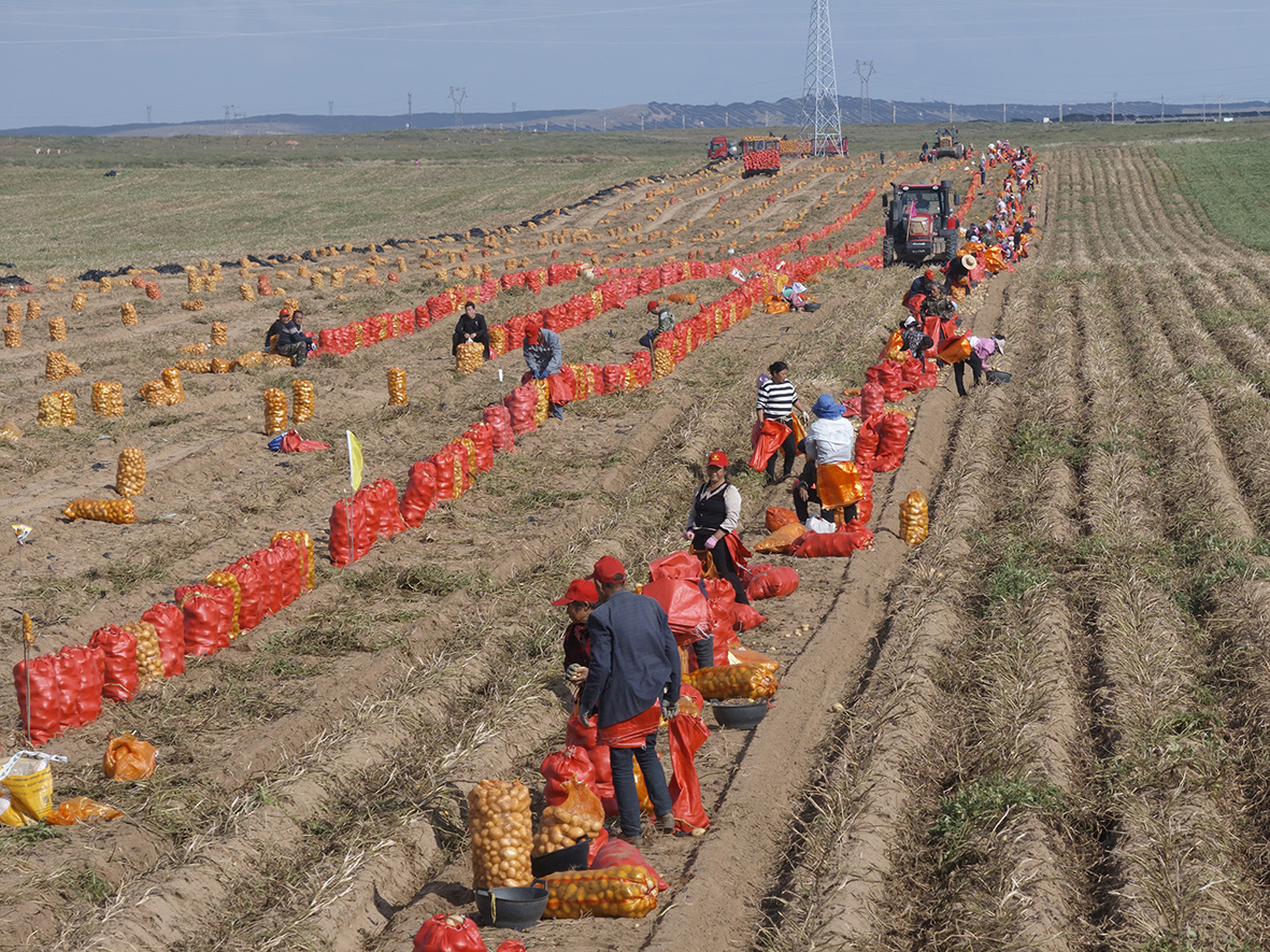 1760687186310538.jpg 马铃薯.jpg