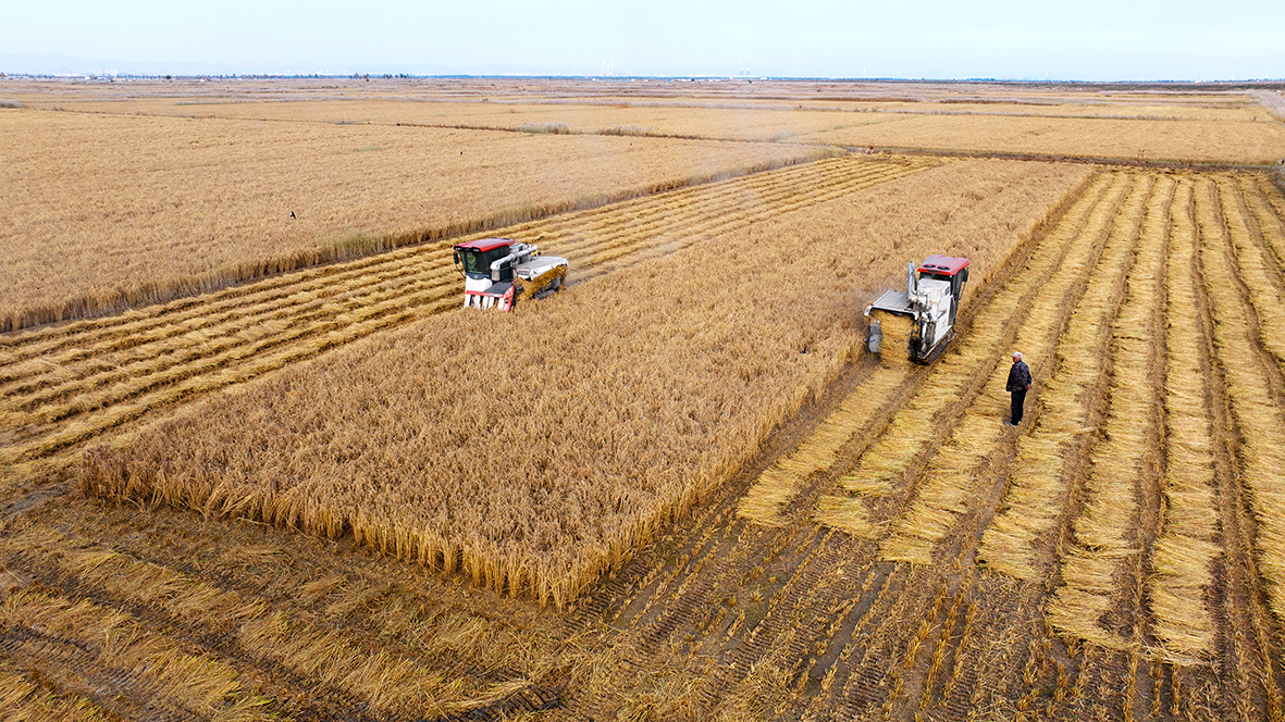 1761270818359460.jpg 达拉特旗沙圪堵村13000亩水稻喜迎丰收.jpg