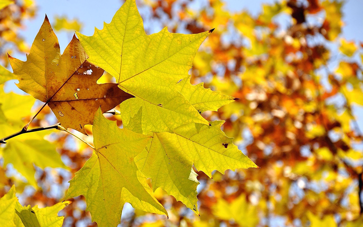 1761895021846345.jpg 秋风、秋雨、秋叶的吟唱.jpg