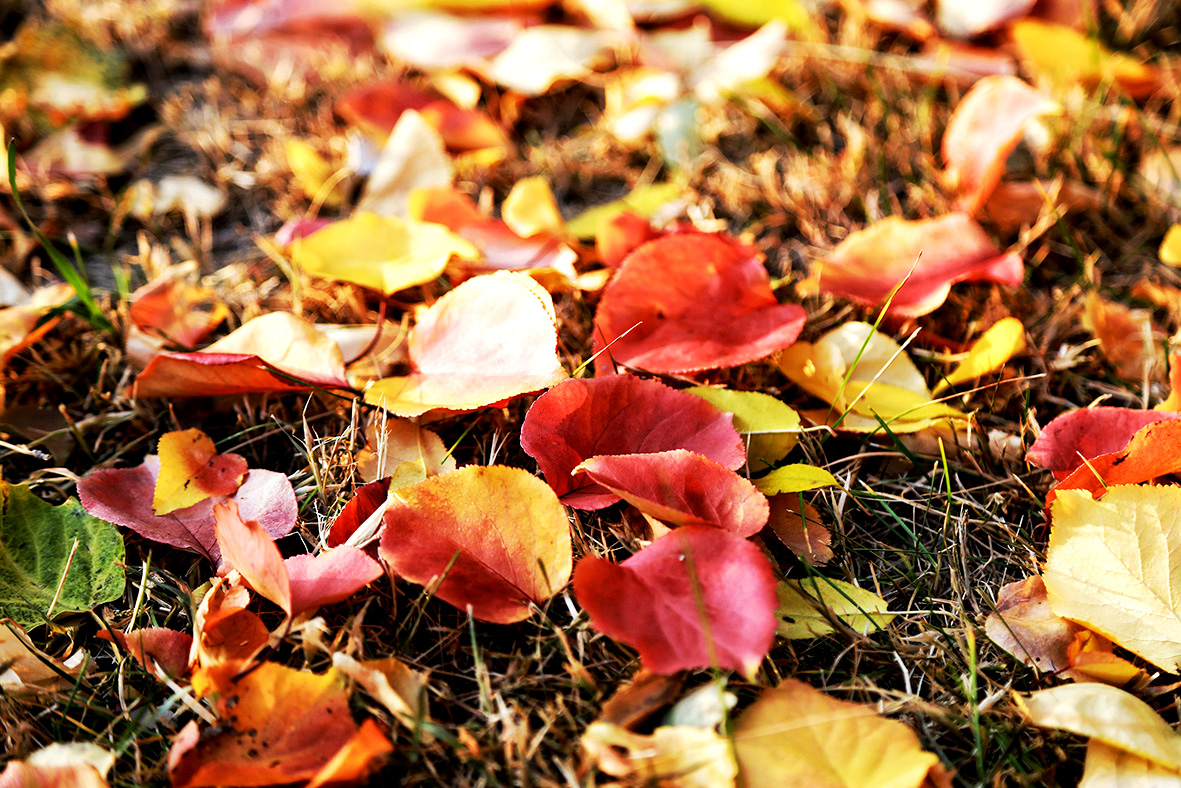 1763025686810286.jpg 又见落叶飘零时.jpg