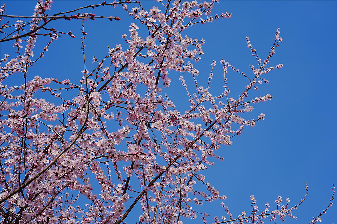 春暖花开.jpg